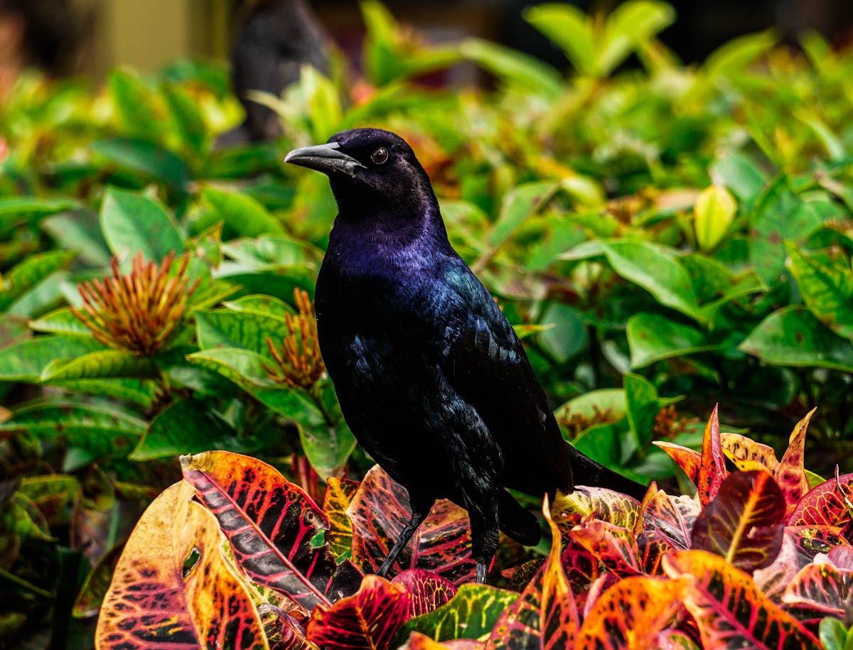 New to Florida Blackbirds